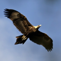 Wedge-tailed Eagle